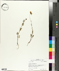 Coreopsis pubescens image