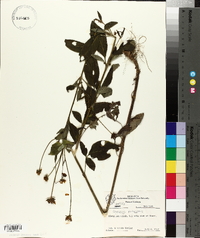 Coreopsis pubescens image