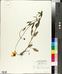 Coreopsis pubescens image