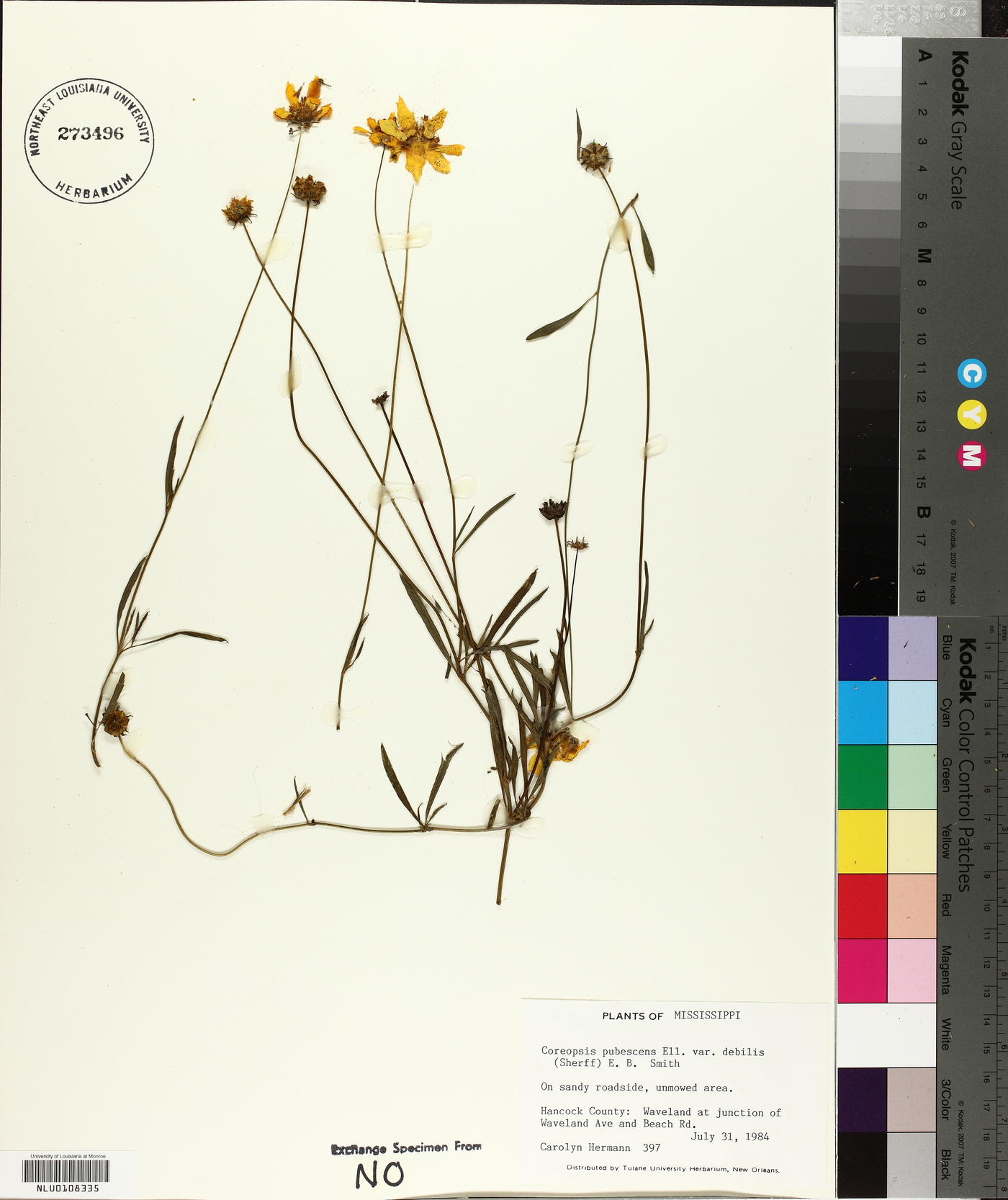 Coreopsis pubescens var. debilis image