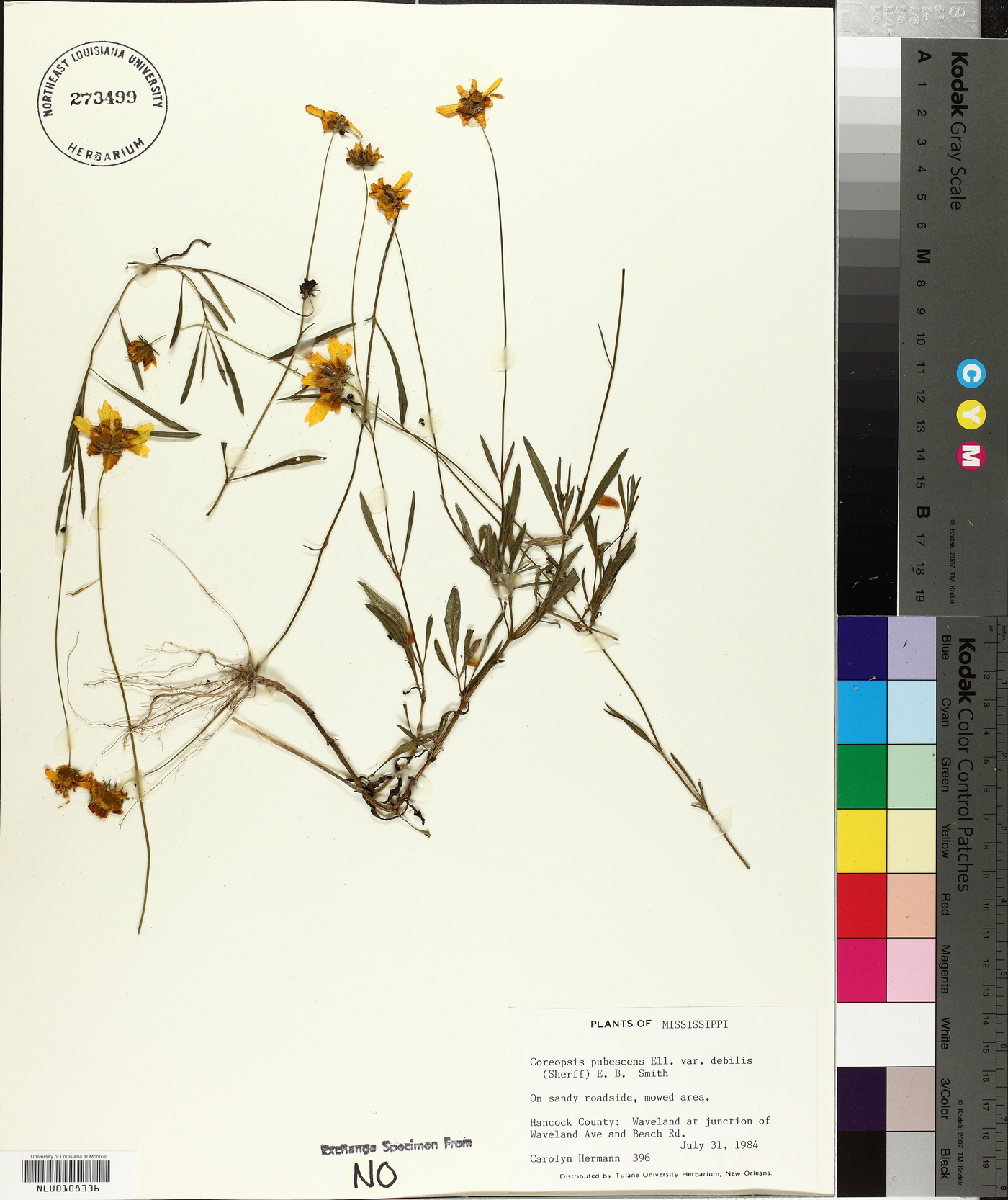 Coreopsis pubescens var. debilis image