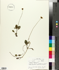 Coreopsis pubescens image