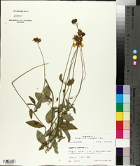 Coreopsis pubescens image