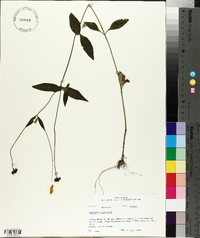 Coreopsis pubescens image