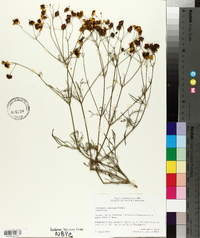 Coreopsis tinctoria image