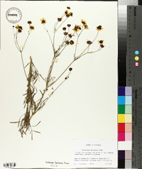 Coreopsis tinctoria image