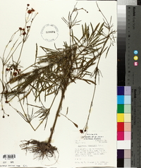 Coreopsis tinctoria image