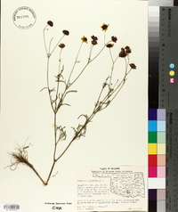 Coreopsis tinctoria image