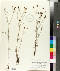 Coreopsis tinctoria image