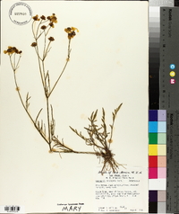 Coreopsis tinctoria image