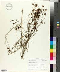 Coreopsis tinctoria image