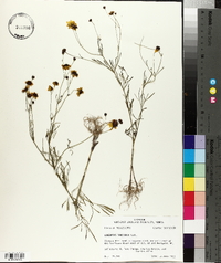 Coreopsis tripteris image