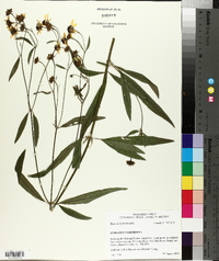 Coreopsis tripteris image