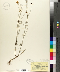 Coreopsis tinctoria image