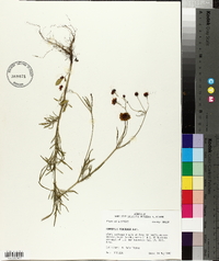 Coreopsis tinctoria image