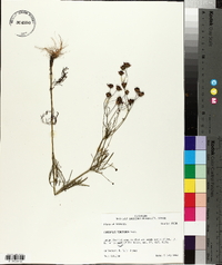 Coreopsis tinctoria image