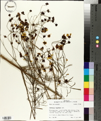 Coreopsis tinctoria image