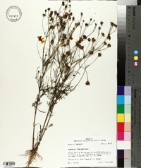 Coreopsis tinctoria image