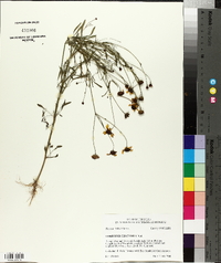 Coreopsis tinctoria image