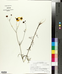 Coreopsis tinctoria image