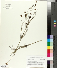 Coreopsis tinctoria image