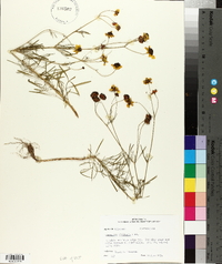 Coreopsis tinctoria image