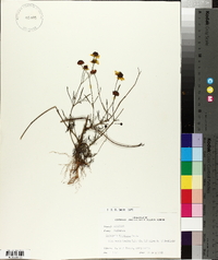 Coreopsis tinctoria image