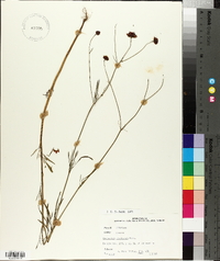 Coreopsis tinctoria image