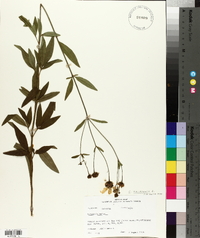 Coreopsis tripteris image