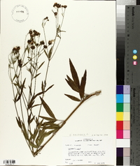 Coreopsis tripteris image