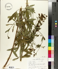 Coreopsis tripteris image