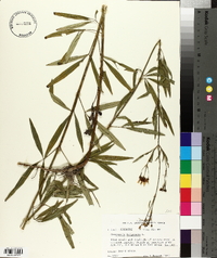 Coreopsis tripteris image