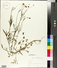 Coreopsis tinctoria image