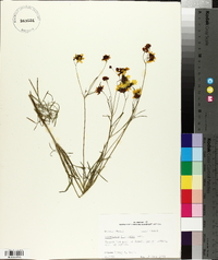 Coreopsis tinctoria image