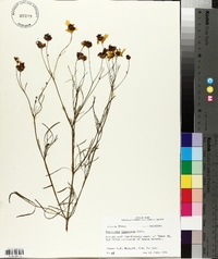 Coreopsis tinctoria image