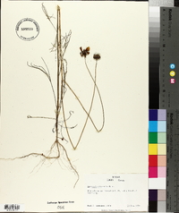 Coreopsis tinctoria image