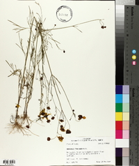 Coreopsis tinctoria image