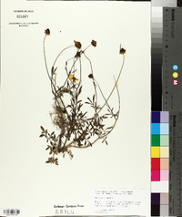 Coreopsis tinctoria image