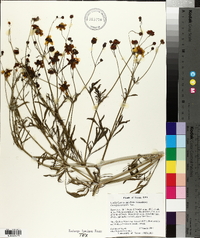 Coreopsis tinctoria image