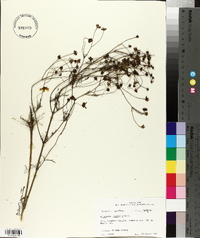 Coreopsis tinctoria image