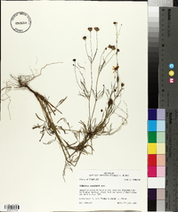 Coreopsis tinctoria image