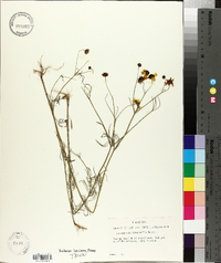 Coreopsis tinctoria image