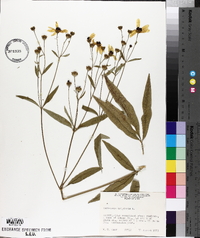 Coreopsis tripteris image