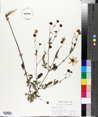 Coreopsis tripteris image