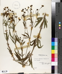 Coreopsis tripteris image