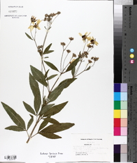 Coreopsis tripteris image