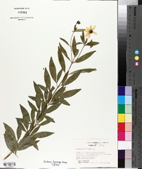 Coreopsis tripteris image