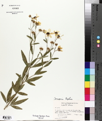 Coreopsis tripteris image