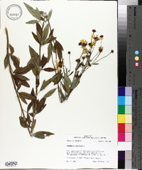 Coreopsis tripteris image