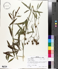 Coreopsis tripteris image